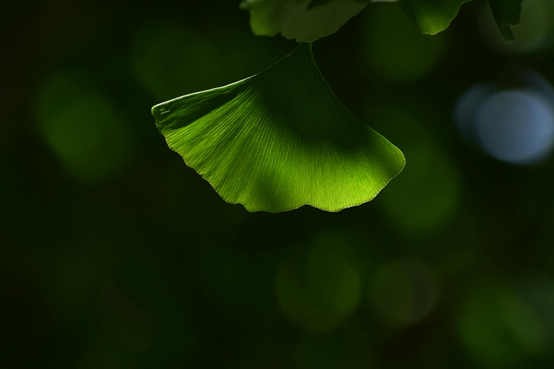 What Is Ginkgo Biloba? A Complete Guide to Its Origins and Benefits (History, traditional uses, and modern applications of Ginkgo Biloba)